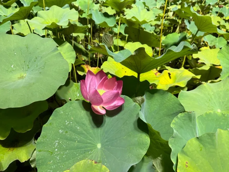 비 오는 날 경주 동궁과 월지 야경, 운치 있는 밤 산책 코스 추천 — 사진 2