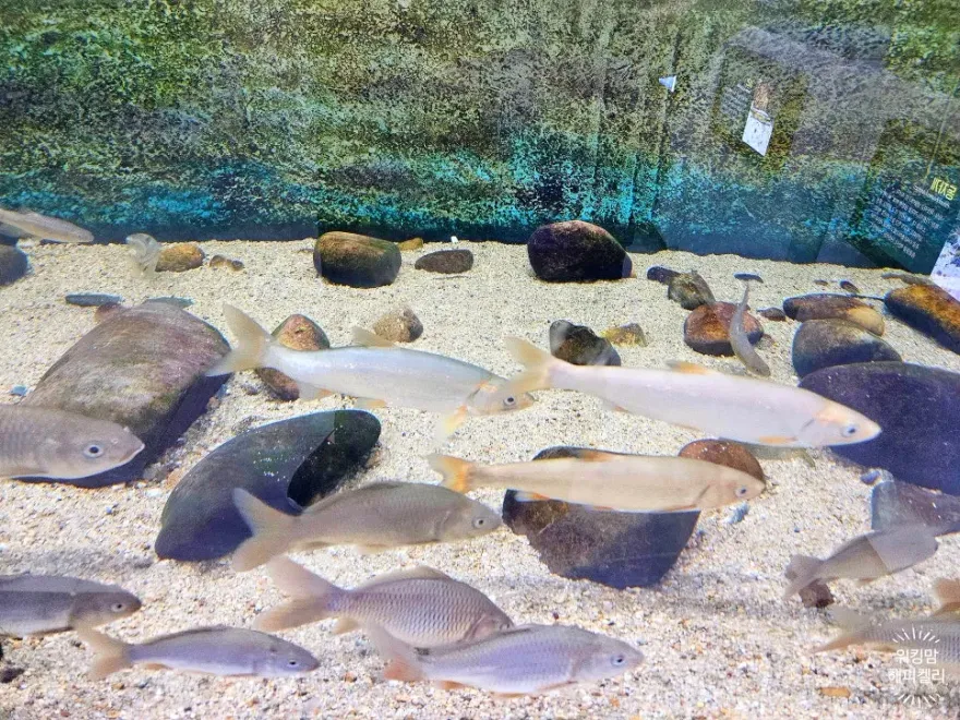 삼척 민물고기 전시관: 아이와 함께하는 강원도 가족 여행 코스 — 사진 15